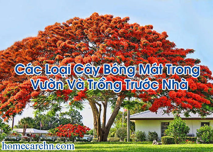 Các Loại Cây Bóng Mát Trong Vườn Và Trồng Trước Nhà